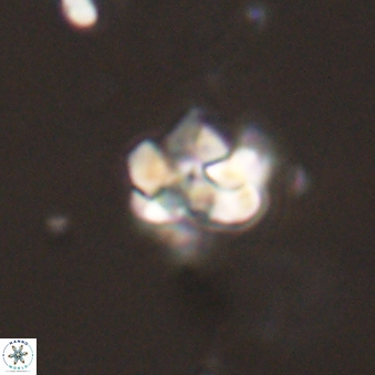 Perideraiolithus ponticus 59111