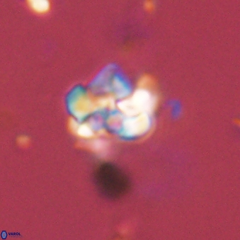 Perideraiolithus ponticus 59112