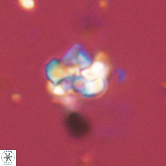 Perideraiolithus ponticus 59112