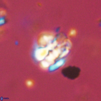 Perideraiolithus ponticus 59113
