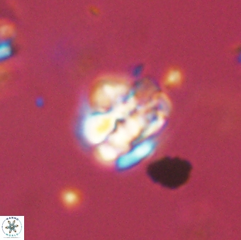 Perideraiolithus ponticus 59113