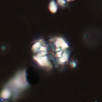 Perideraiolithus ponticus 59124