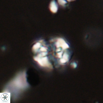 Perideraiolithus ponticus 59124