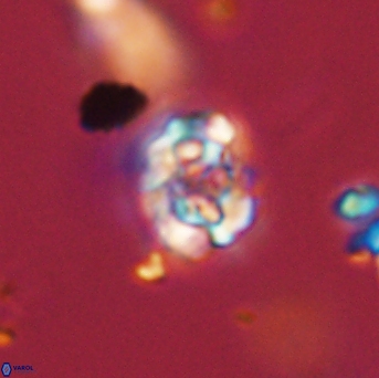 Perideraiolithus ponticus 59126