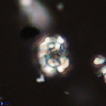 Perideraiolithus ponticus 59127