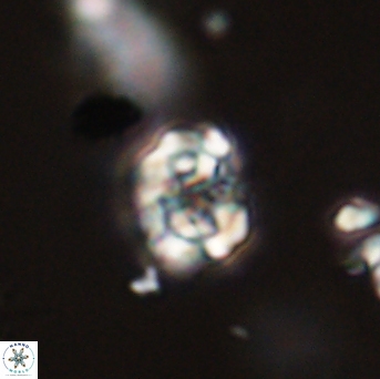 Perideraiolithus ponticus 59127