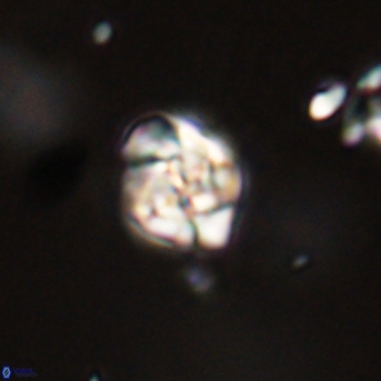 Perideraiolithus ponticus 59128