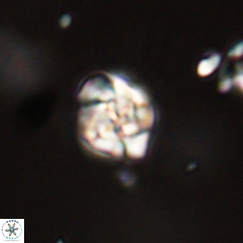 Perideraiolithus ponticus 59128