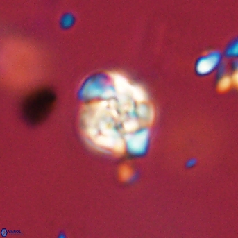 Perideraiolithus ponticus 59129