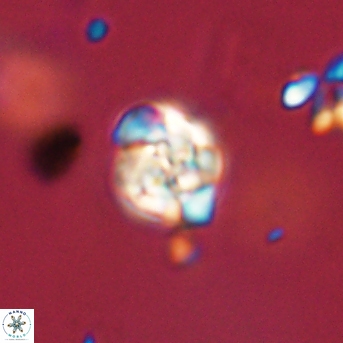 Perideraiolithus ponticus 59129
