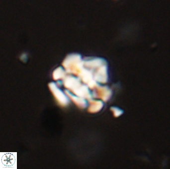 Perideraiolithus ponticus 59120