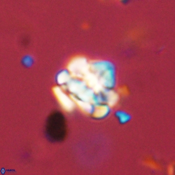 Perideraiolithus ponticus 59121