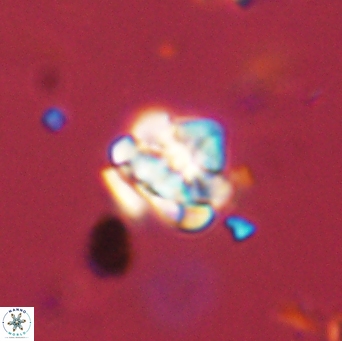 Perideraiolithus ponticus 59121