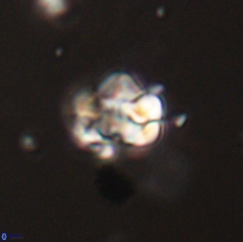 Perideraiolithus ponticus 59123