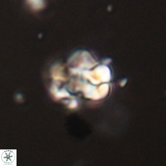 Perideraiolithus ponticus 59123