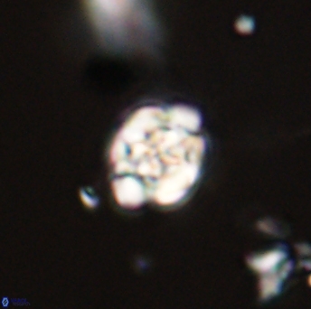 Perideraiolithus ponticus 59135