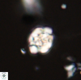 Perideraiolithus ponticus 59135