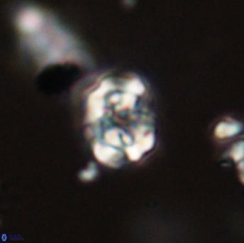 Perideraiolithus ponticus 59136