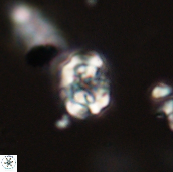 Perideraiolithus ponticus 59136