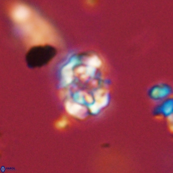 Perideraiolithus ponticus 59137