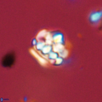 Perideraiolithus ponticus 59138