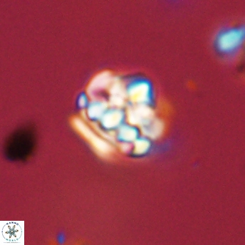 Perideraiolithus ponticus 59138