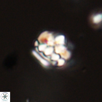 Perideraiolithus ponticus 59139