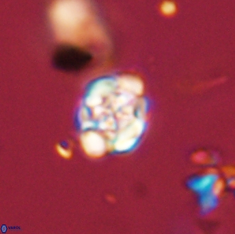 Perideraiolithus ponticus 59130