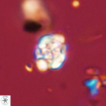 Perideraiolithus ponticus 59130