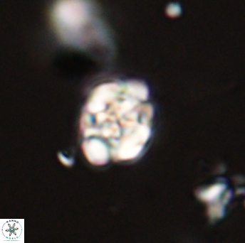Perideraiolithus ponticus 59131