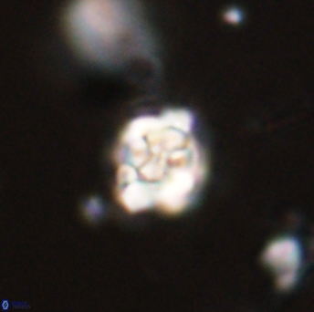 Perideraiolithus ponticus 59132