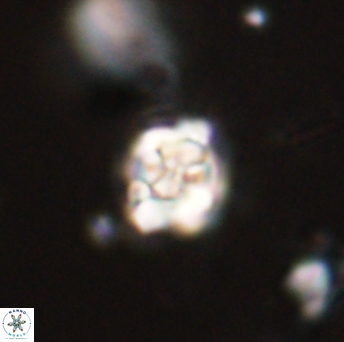 Perideraiolithus ponticus 59132
