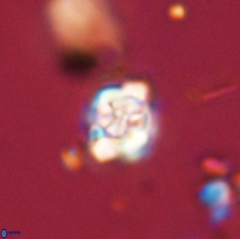 Perideraiolithus ponticus 59133