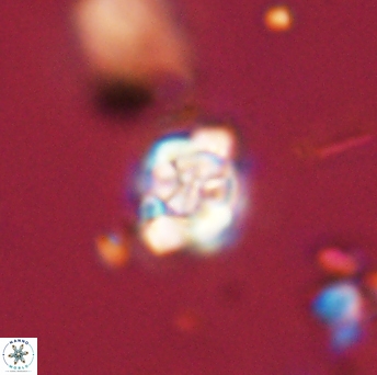 Perideraiolithus ponticus 59133