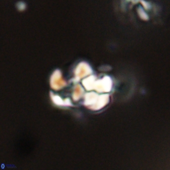 Perideraiolithus ponticus 59144