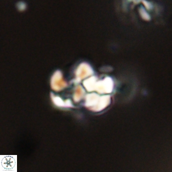 Perideraiolithus ponticus 59144