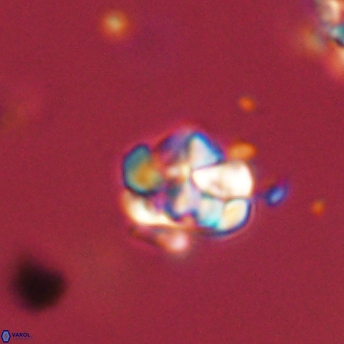 Perideraiolithus ponticus 59146
