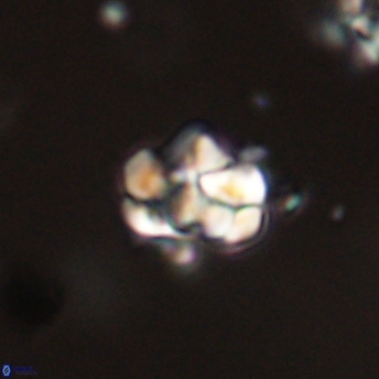Perideraiolithus ponticus 59147