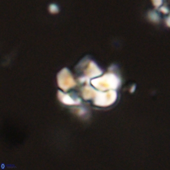 Perideraiolithus ponticus 59148