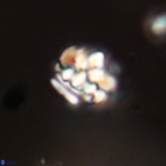 Perideraiolithus ponticus 59140