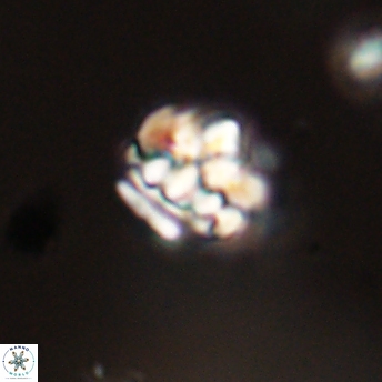 Perideraiolithus ponticus 59140