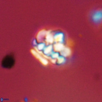 Perideraiolithus ponticus 59141