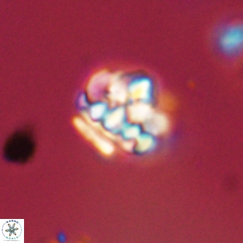 Perideraiolithus ponticus 59141