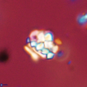 Perideraiolithus ponticus 59142