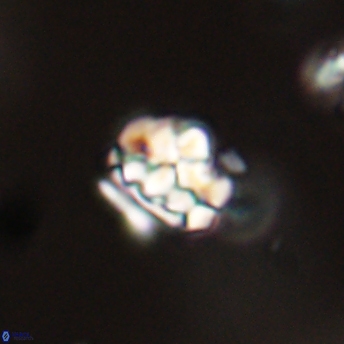 Perideraiolithus ponticus 59143