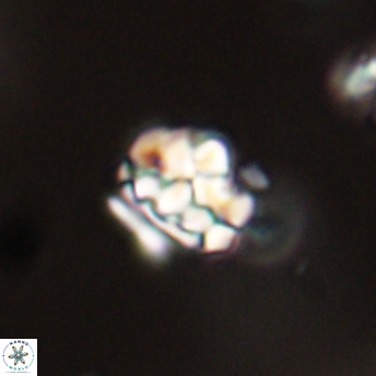 Perideraiolithus ponticus 59143