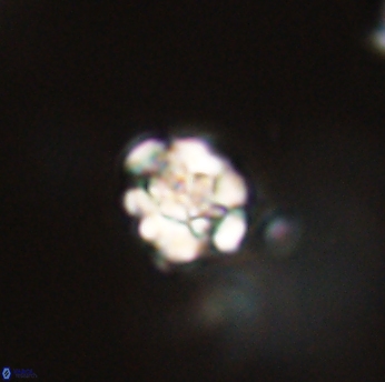 Perideraiolithus ponticus 59154