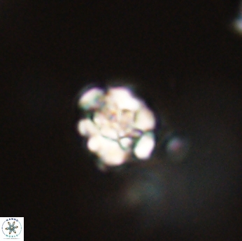 Perideraiolithus ponticus 59154