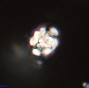 Perideraiolithus ponticus 59155