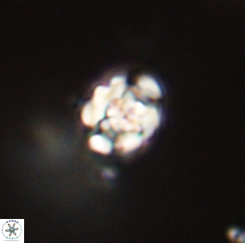 Perideraiolithus ponticus 59155